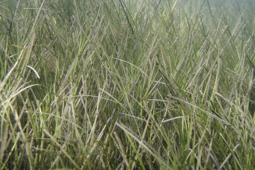 Photo of Tasmanian Seagrass (Heterozostera tasmanica)
