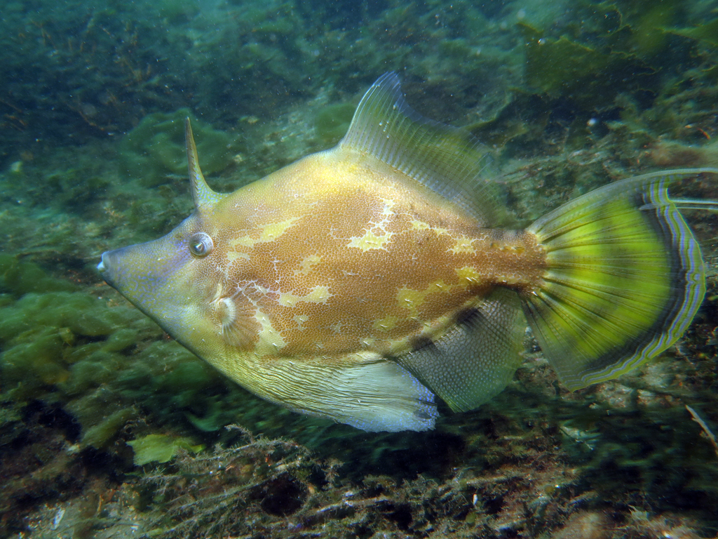 Monacanthus