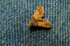 Pyralis pictalis