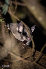 Inland Sugar Glider photo 3