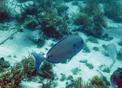 Prionurus maculatus