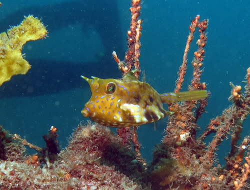 Thornback cowfish (Lactoria fornasini) — Ostraciidae