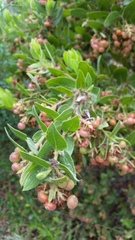 Arctostaphylos virgata