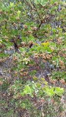 Arctostaphylos virgata
