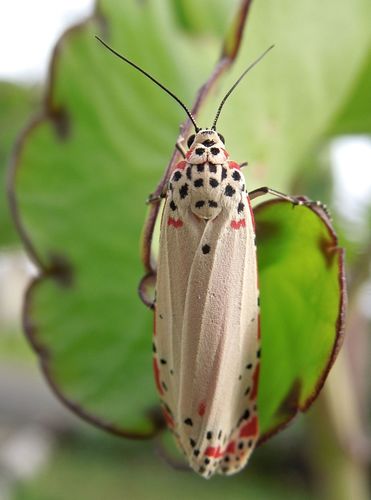 Ornate Bella Moth