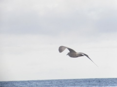 Larus argentatus × hyperboreus
