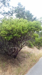 Arctostaphylos virgata