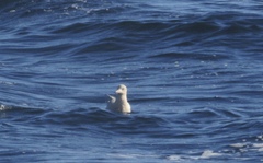 Larus argentatus × hyperboreus