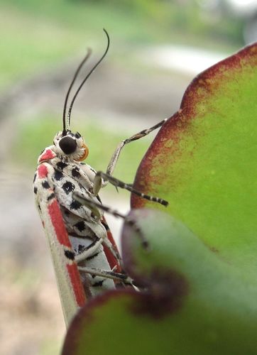 Ornate Bella Moth