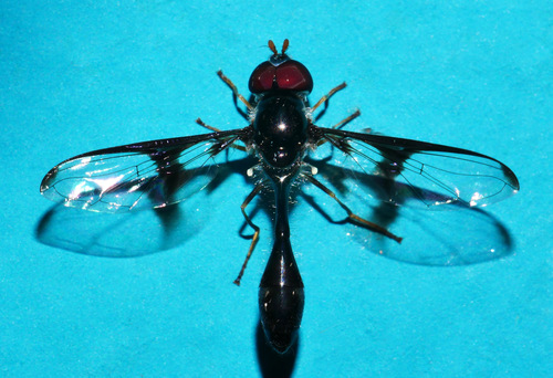 Allobaccha monobia, 2023-03-22