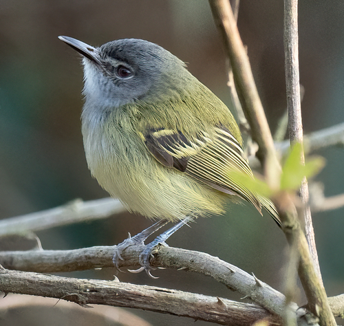 Poecilotriccus sylvia (Desmarest, 1806)