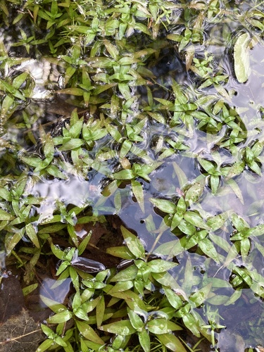 Ludwigia palustris iNat (1)