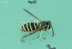 Vespula flaviceps