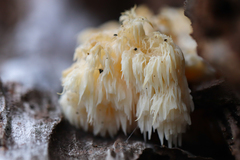 Hericium americanum