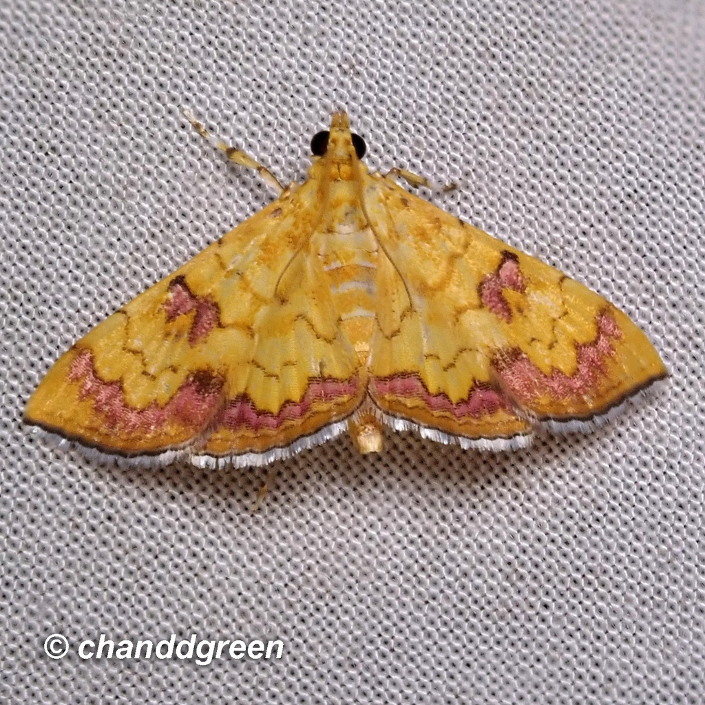 Isocentris