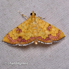 Isocentris filalis