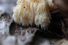 Hericium americanum