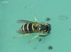 Vespula flaviceps