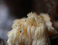 Hericium americanum