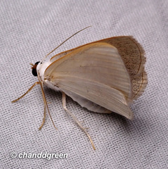 Lomographa claripennis