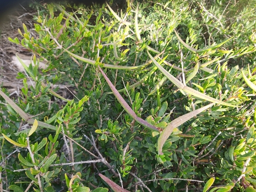 Image of Periploca angustifolia by no rights reserved