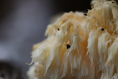 Hericium americanum