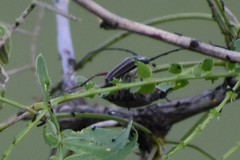 Sphaenothecus bilineatus