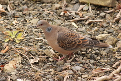 Streptopelia orientalis