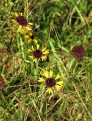 Gaillardia aestivalis