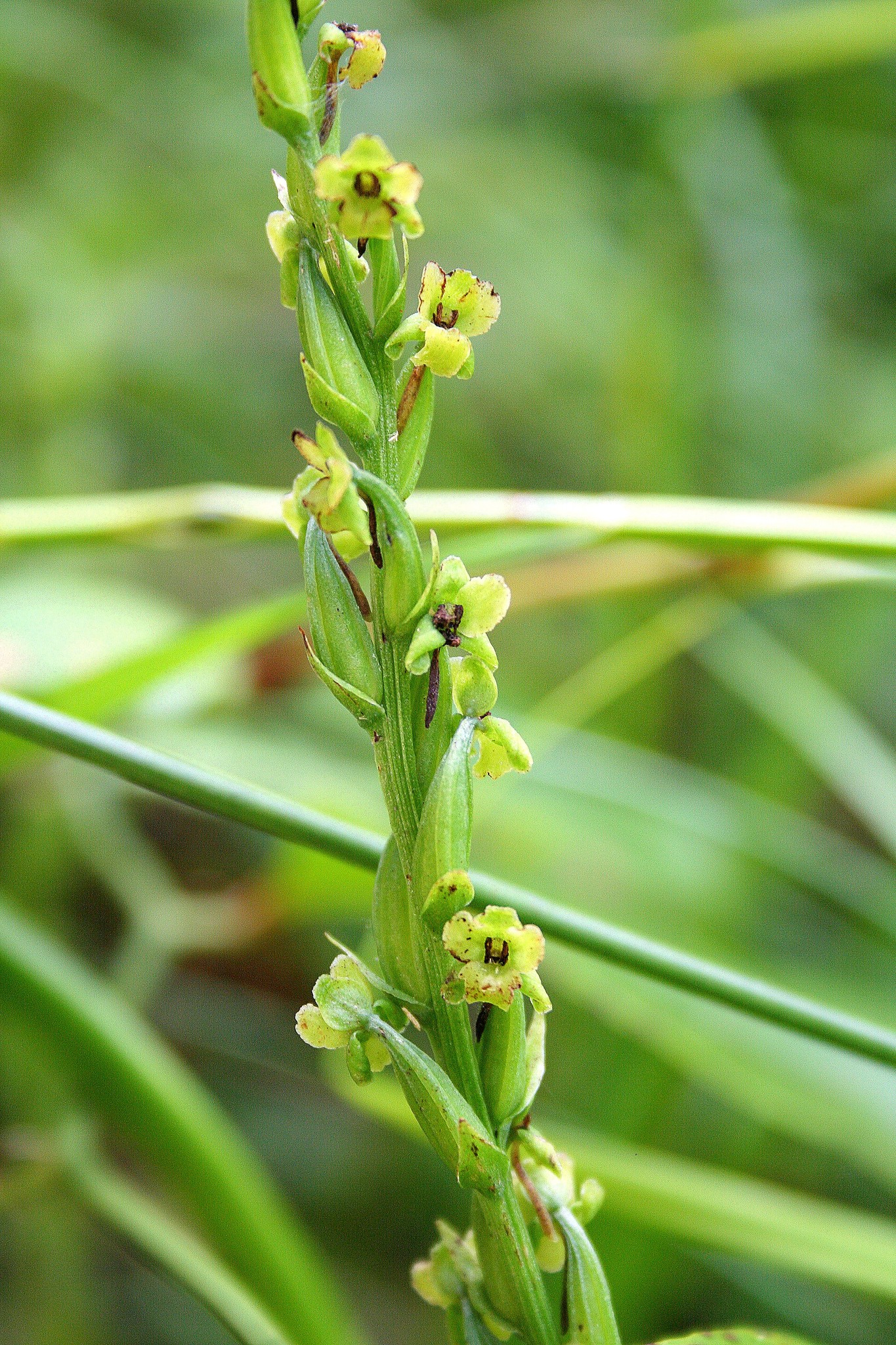 Platanthera flava