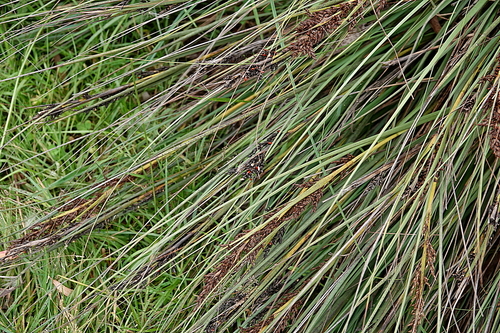 Image of Gahnia subaequiglumis by (c) Max Campbell, some rights reserved (CC BY)