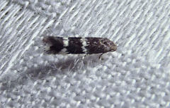 Elachista illectella
