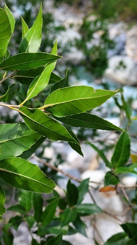 Image of Quercus tarokoensis by (c) Roderick Cameron, some rights reserved (CC BY)