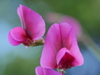 Tangier Pea - Photo (c) Bruce Calvert, some rights reserved (CC BY), uploaded by Bruce Calvert