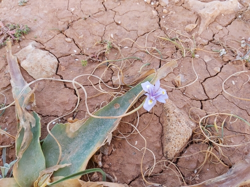 Image of Med Moraea (Moraea mediterranea) by no rights reserved