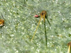 Hesperolabops gelastops