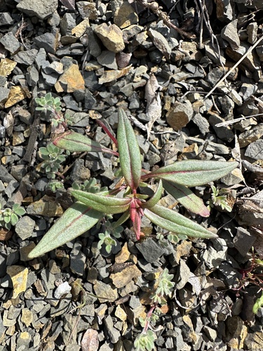 Image of Clarkia breweri by (c) Matt Berger, some rights reserved (CC BY)