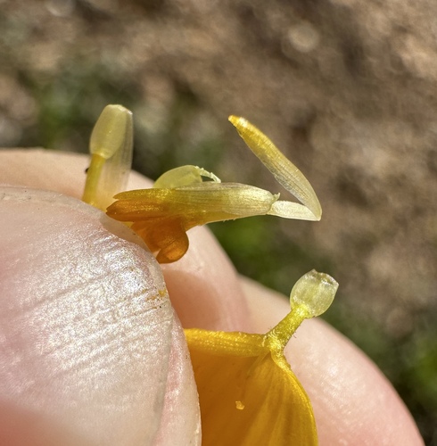 Image of Leptosyne stillmanii by (c) Matt Berger, some rights reserved (CC BY)