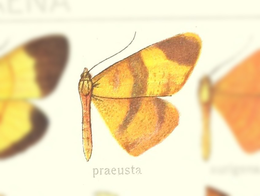 Eumelea praeusta