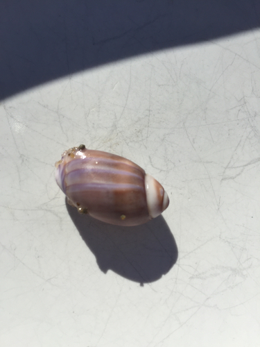 Callianax biplicata