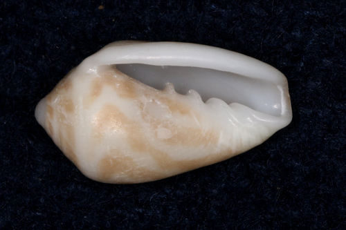 Marginella bairstowi, 2001-12-07