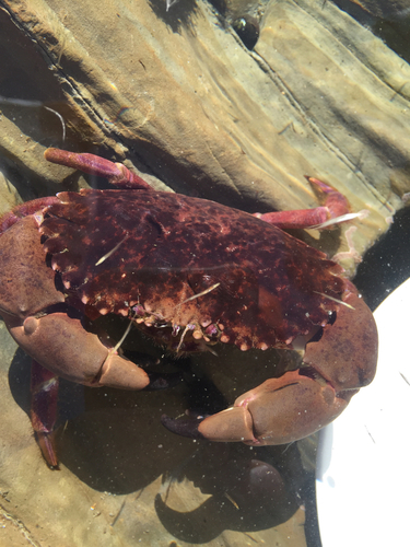 Pacific Rock Crab, photo 6 of 8