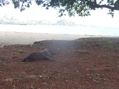 Varanus komodoensis