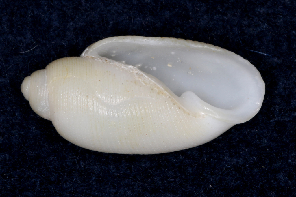 Rictaxis albus