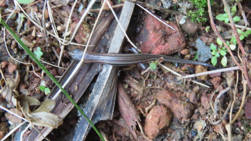 Peters' Tree Skink, Lankascincus fallax