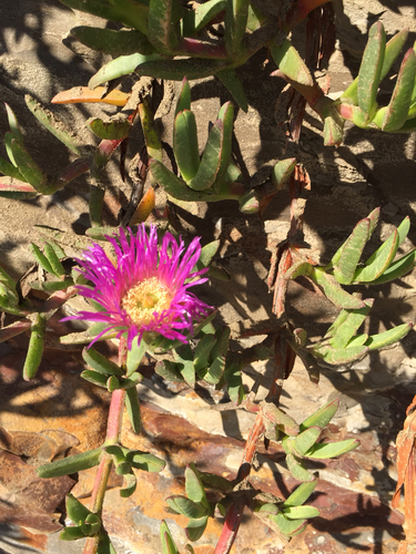Carpobrotus chilensis