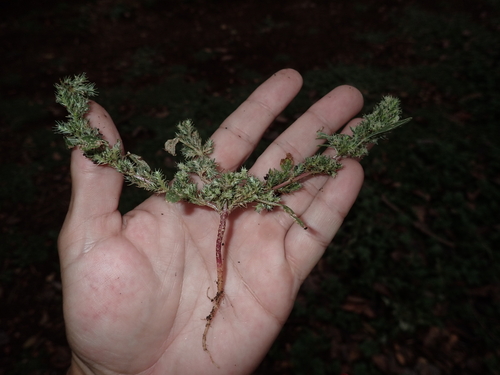 Amaranthus palmeri observed 2023-03-23