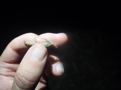 Hemiphyllodactylus typus