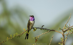 Mexican Sheartail photo 5