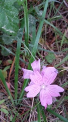 Sidalcea malviflora